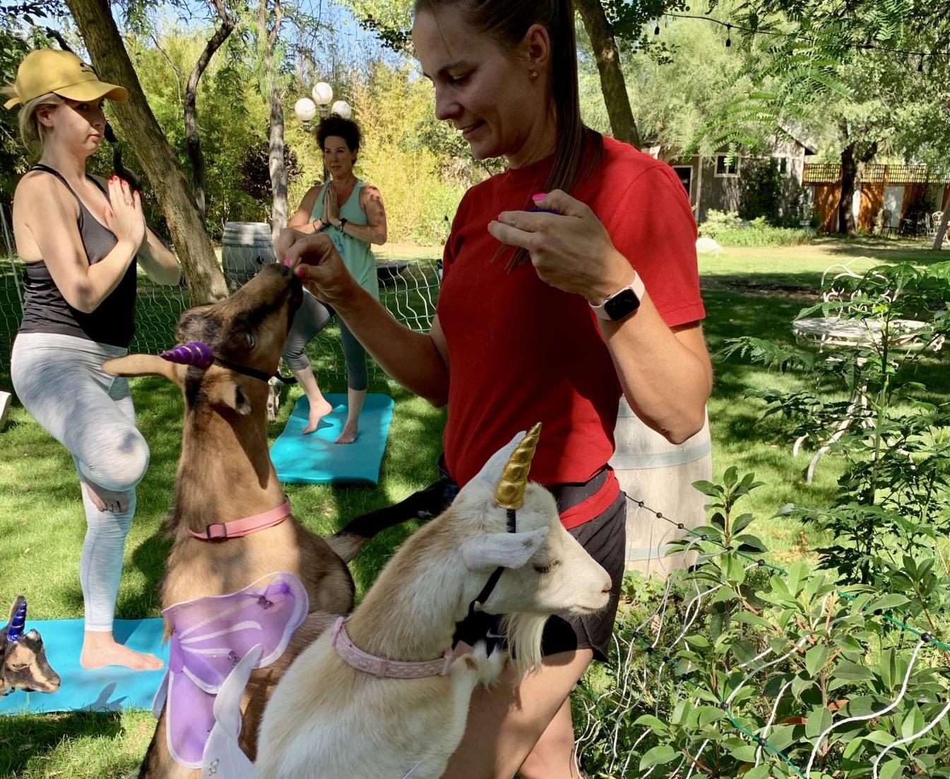Goat yoga Emily Haddon